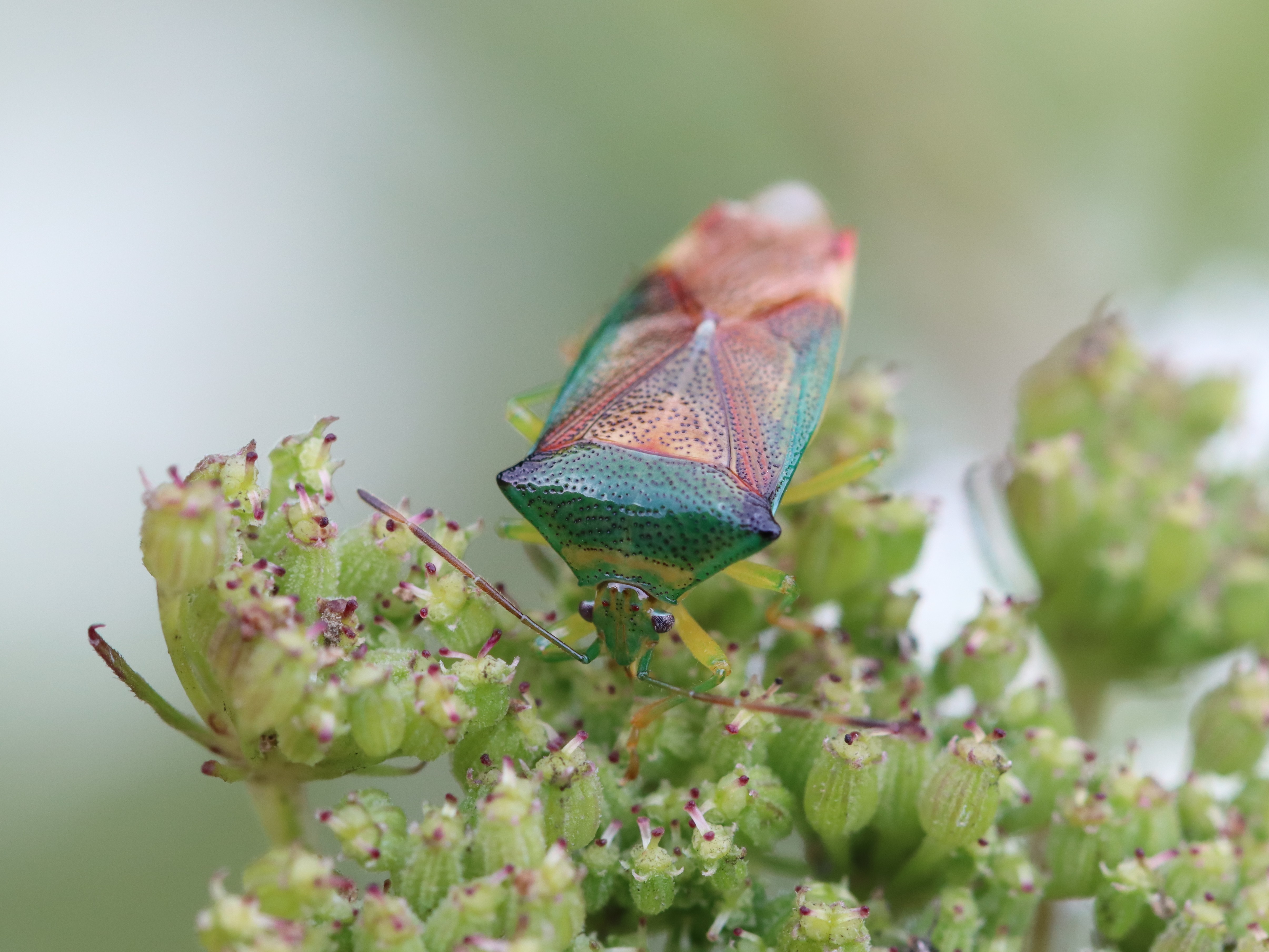 花に来たベニモンツノカメムシ